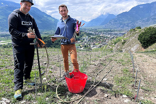 Zwei Männder stehen mit Rebunterlagen auf einem Feld.