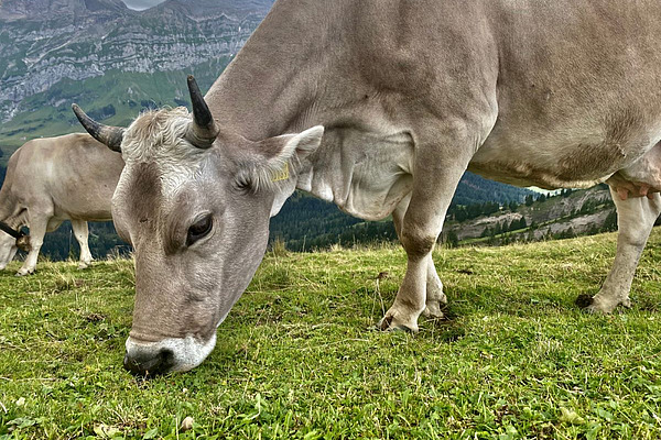 Eine behornte Braunviehkuh beim Grasen auf der Alp.