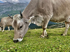 Eine behornte Braunviehkuh beim Grasen auf der Alp.