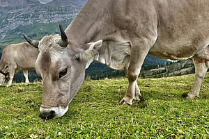Eine behornte Braunviehkuh beim Grasen auf der Alp.