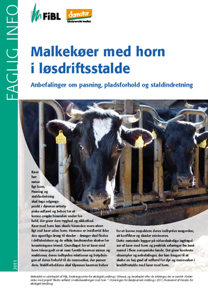 Malkekøer med horn i løsdriftsstalde