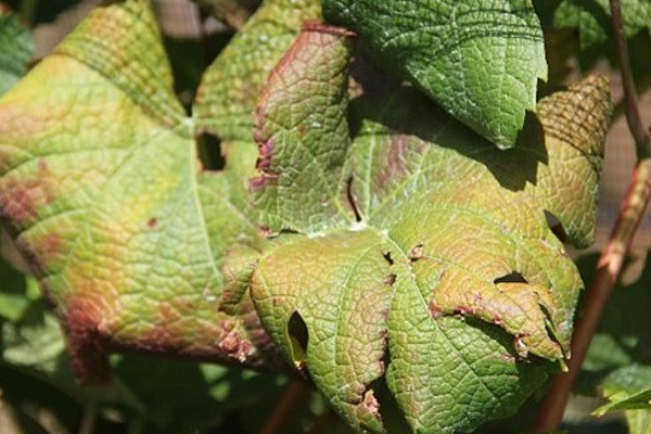 Von Krankheit befallene Weinrebenblätter.