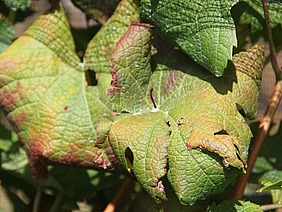 Von Krankheit befallene Weinrebenblätter.