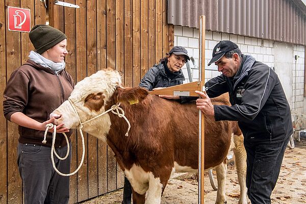 Un taureau de la race Tachetée suisse, correspond parfaitement aux nouveaux critères de sélection bio.