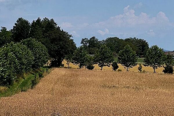 Bild Agroforstsystem
