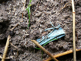 An agricultural soil containing plastic debris. 