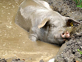 Pig in a muddy pool