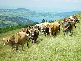 Un groupe de bovins dans un pré, un lac en arrière-plan et une vue étendue sur le paysage vallonné du canton de Schwyz.