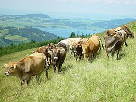 Eine Gruppe von Rindern auf einer Wiese, im Hintergrund ein See und ein weiter Ausblick auf die Hügellandschaft vom Kanton Schwyz.