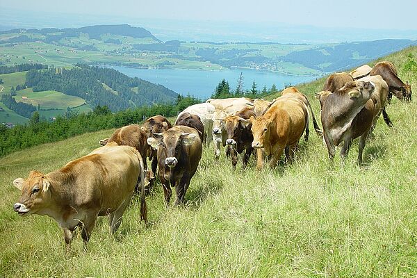 Eine Gruppe von Rindern auf einer Wiese, im Hintergrund ein See und ein weiter Ausblick auf die Hügellandschaft vom Kanton Schwyz.