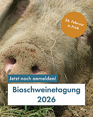 Schweineschnauze.