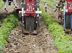 Young plants on a field aligned to a machine-powered hoe