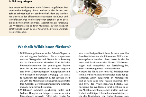 Cover "Wildbienen fördern – Erträge und Pflanzenvielfalt sichern"