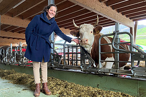 Frau im Stall, die eine rot-weiss-gefleckte Kuh im Fressgitter streichelt.