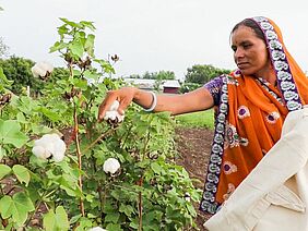 Picking of cotton bolls