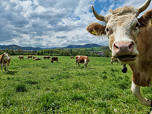 Eine Kuh schaut in die Kamera, im Hintergrund Wiese mit Kühen.