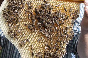 [Translate to Italienisch:] Bienen an einer Wabe