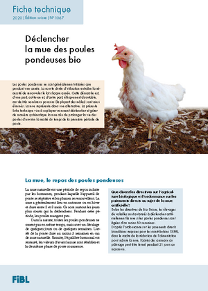 Déclencher la mue des poules pondeuses bio