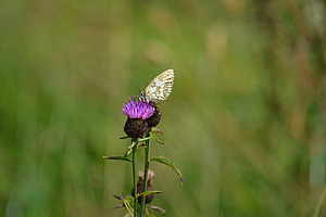 Ein Schmetterling auf violetter Kornblume.