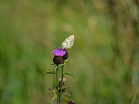 A butterfly on a purple cornflower.