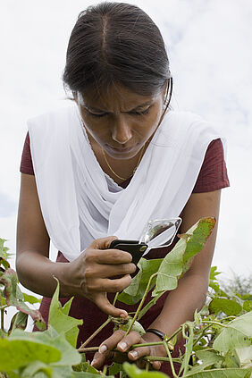 Swapnil Jain kontrolliert eine Baumwollpflanze auf Läusebefall