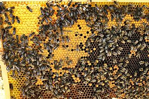 Brood comb of the dark queen bee. 