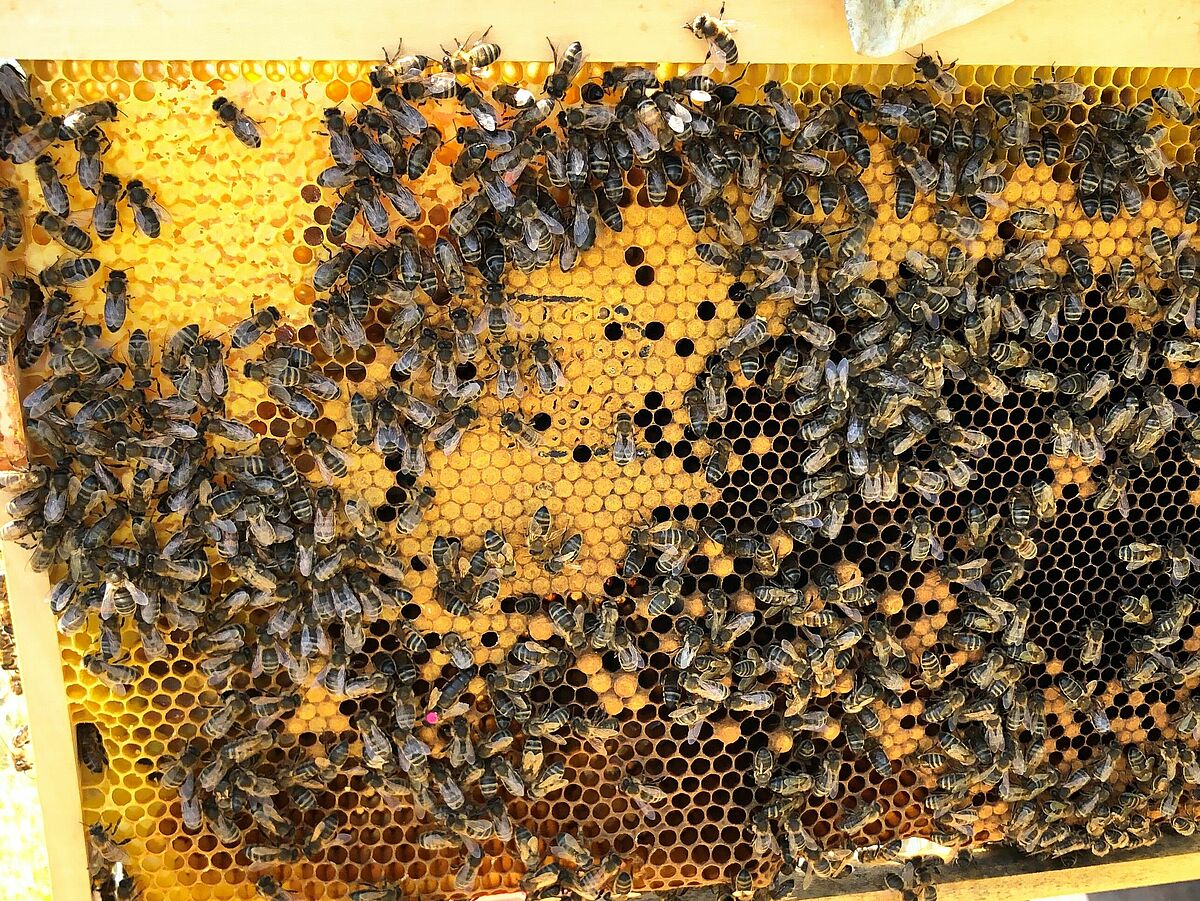 FiBL - Aggressivere Bienen haben die Rüsselchen vorn