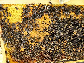 Brood comb of the dark queen bee. 