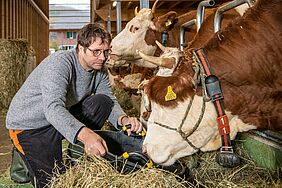 Einer Kuh werden Kräuterpellets angeboten