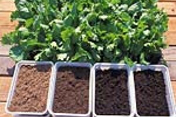 Bio-Anzuchterden Für Jungpflanzen