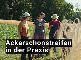 Vier Menschen auf einem Getreidefeld.