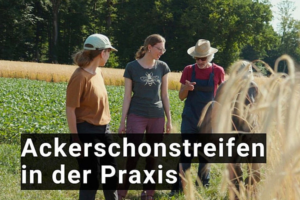 Vier Menschen auf einem Getreidefeld.