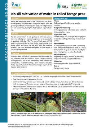 No-till cultivation of maize in rolled forage peas