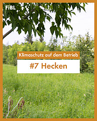 Ein Gebüsch ist im Vordergrund zu sehen vor einer grünen Wiese und mehr undefinierbarem Pflanzengrün. Das ganze ist von einem orangenen Rahmen eingeschlossen und in der Mitte steht auf einem orangenen und einem weissen Balken: "Klimaschutz auf dem Betrieb: Hecken"