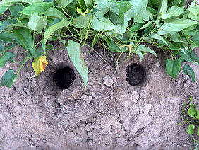 A well-nourished yam plant