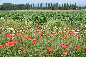 Feld mit Mohnblumen