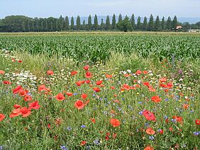 Feld mit Mohnblumen