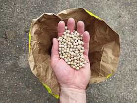 Hand mit Leguminosen über einem Sack