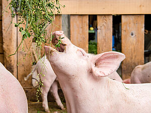 Schwein frisst Grünfutter