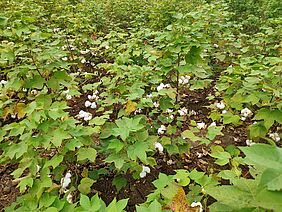 A field with cotton plants