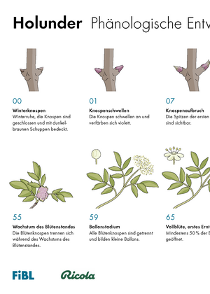 Holunder Phänologische Entwicklung