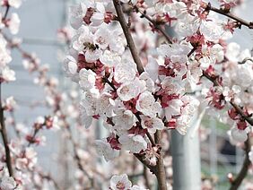 Aprikosenzweig in Blüte