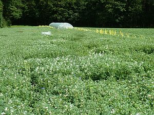 White lupin field.