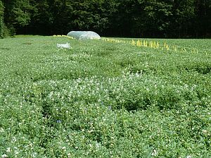 Champ de lupin blanc.