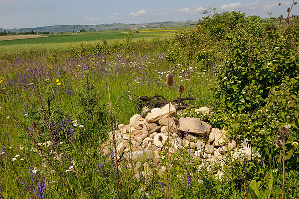 Tas de pierre dans la prairie fleurie