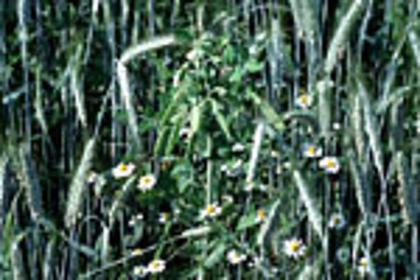 © BLE, Bildautor: Thomas Stephan Triticale