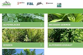 Ansicht der Webseite patura-alpina.ch