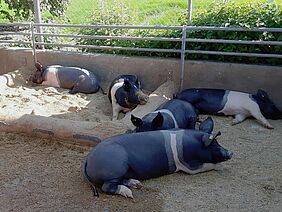 Schweine im Wühlbereich