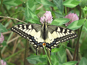 Le machaon