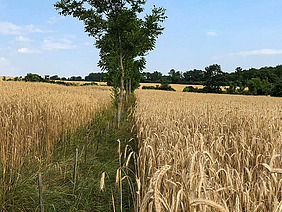 Baumreihe im Getreidefeld.